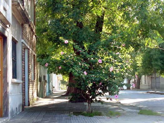 Cagancha entre Cufr� y Juan Paullier